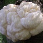 Přínosy houby Hericium erinaceus