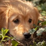 Výhody a nevýhody krmiva pro psy lisovaného za studena